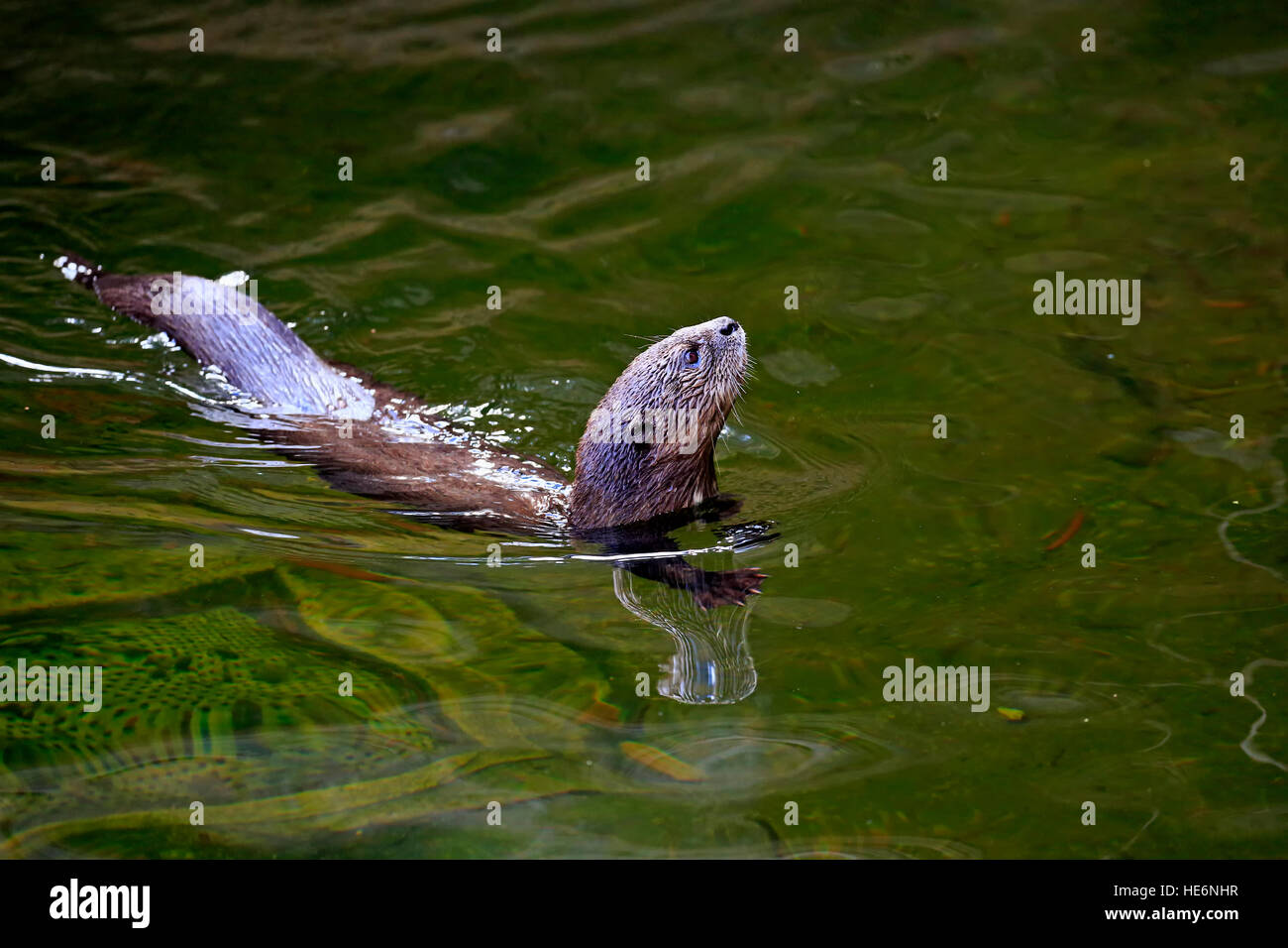 Gefleckte Necked Otter, (Lutra Maculicollis), Erwachsene, in Wasser, Eastern Cape, Südafrika, Afrika Stockfoto