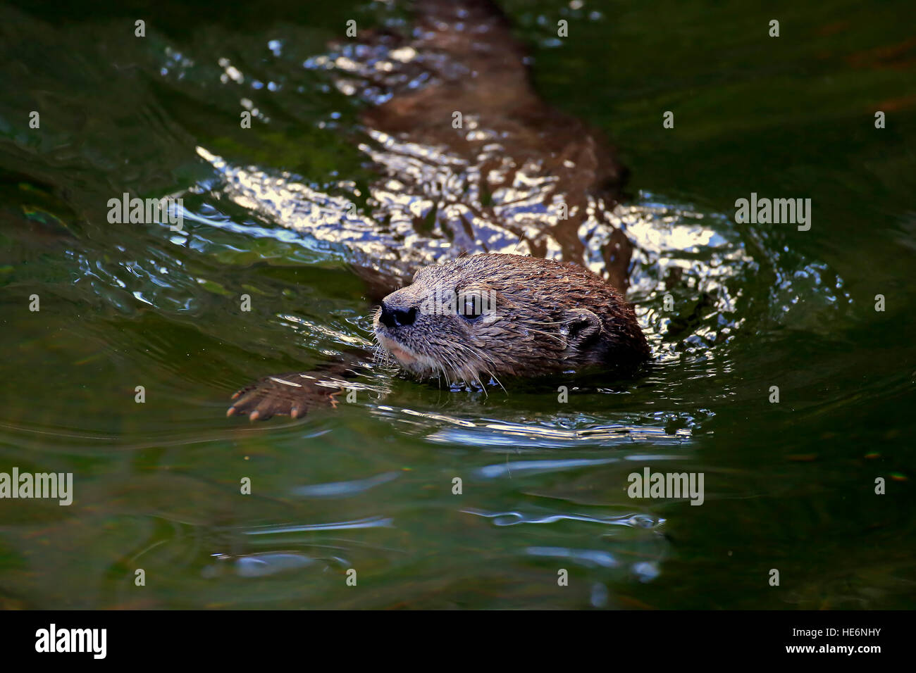 Spotted Necked Otter, (Lutra Maculicollis), Erwachsene, im Wasser, Porträt, Eastern Cape, Südafrika, Afrika Stockfoto