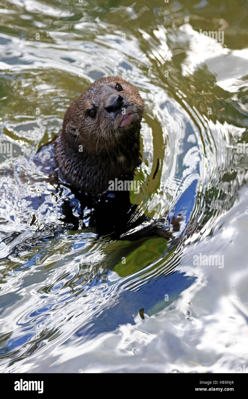 Gefleckte Necked Otter, (Lutra Maculicollis), Erwachsene, in Wasser, Eastern Cape, Südafrika, Afrika Stockfoto