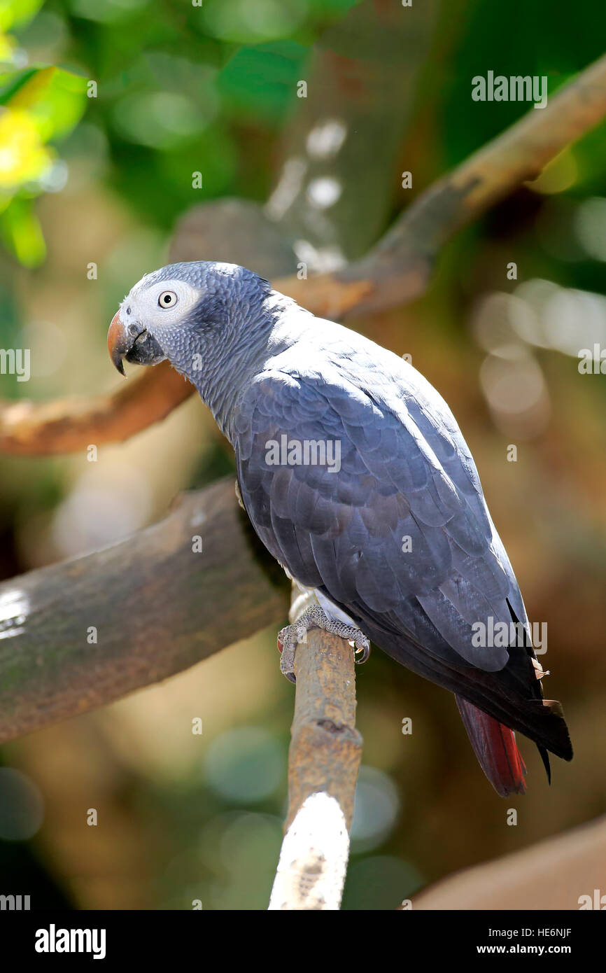 Grau-Papagei, (Psittacus Erithacus Timneh), Erwachsene auf Baum, Afrika Stockfoto