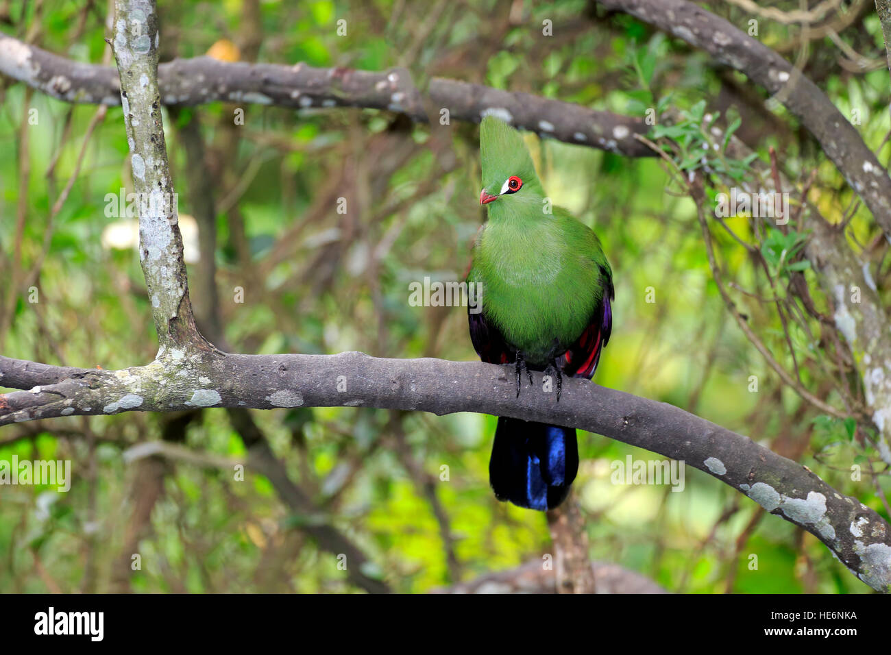 Guinea-Turako, (Tauraco Persa), Erwachsene auf Baum, Afrika Stockfoto