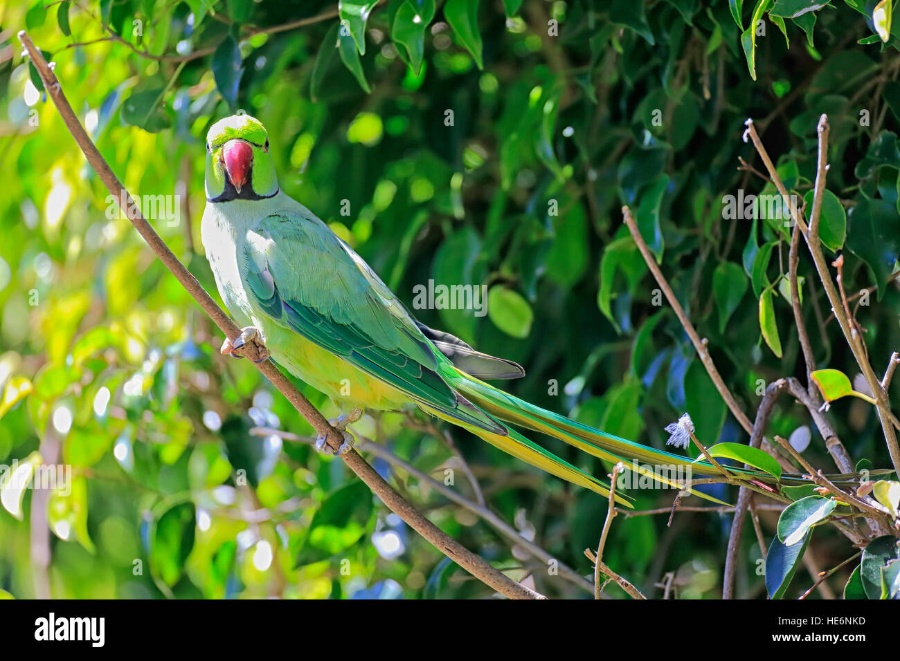 Halsbandsittich, (geflohen waren), Erwachsene auf Baum, Afrika Stockfoto