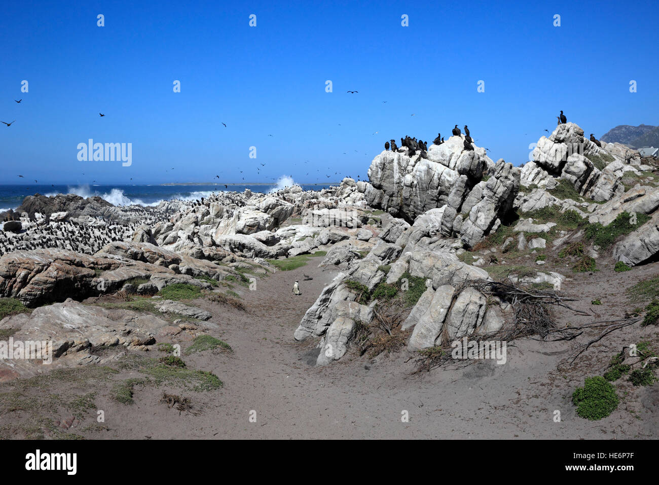 Stony Point, Kolonie von Seevögeln, Bettys Bay, Western Cape, Südafrika, Afrika Stockfoto