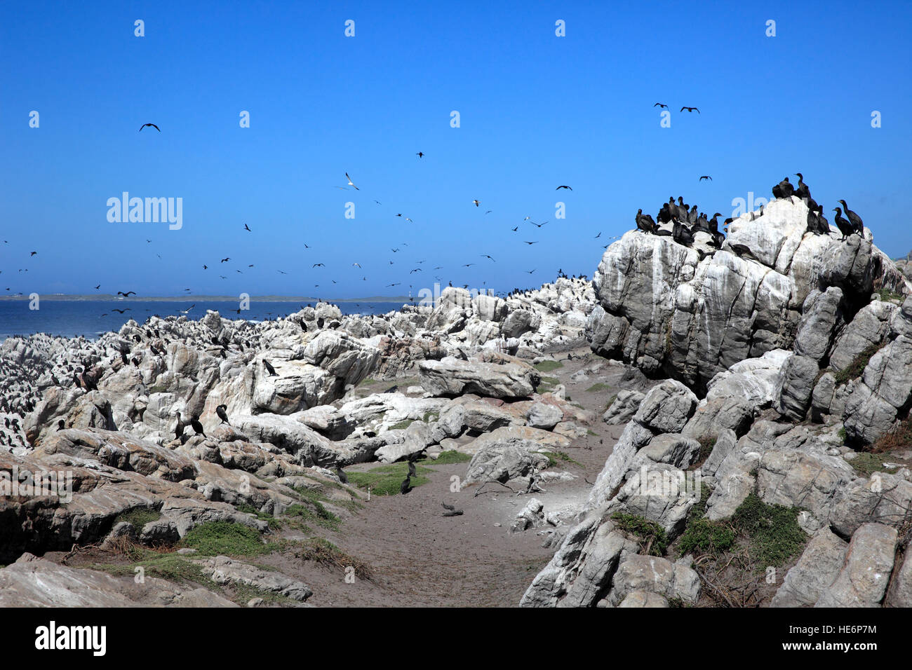 Stony Point, Kolonie von Seevögeln, Bettys Bay, Western Cape, Südafrika, Afrika Stockfoto