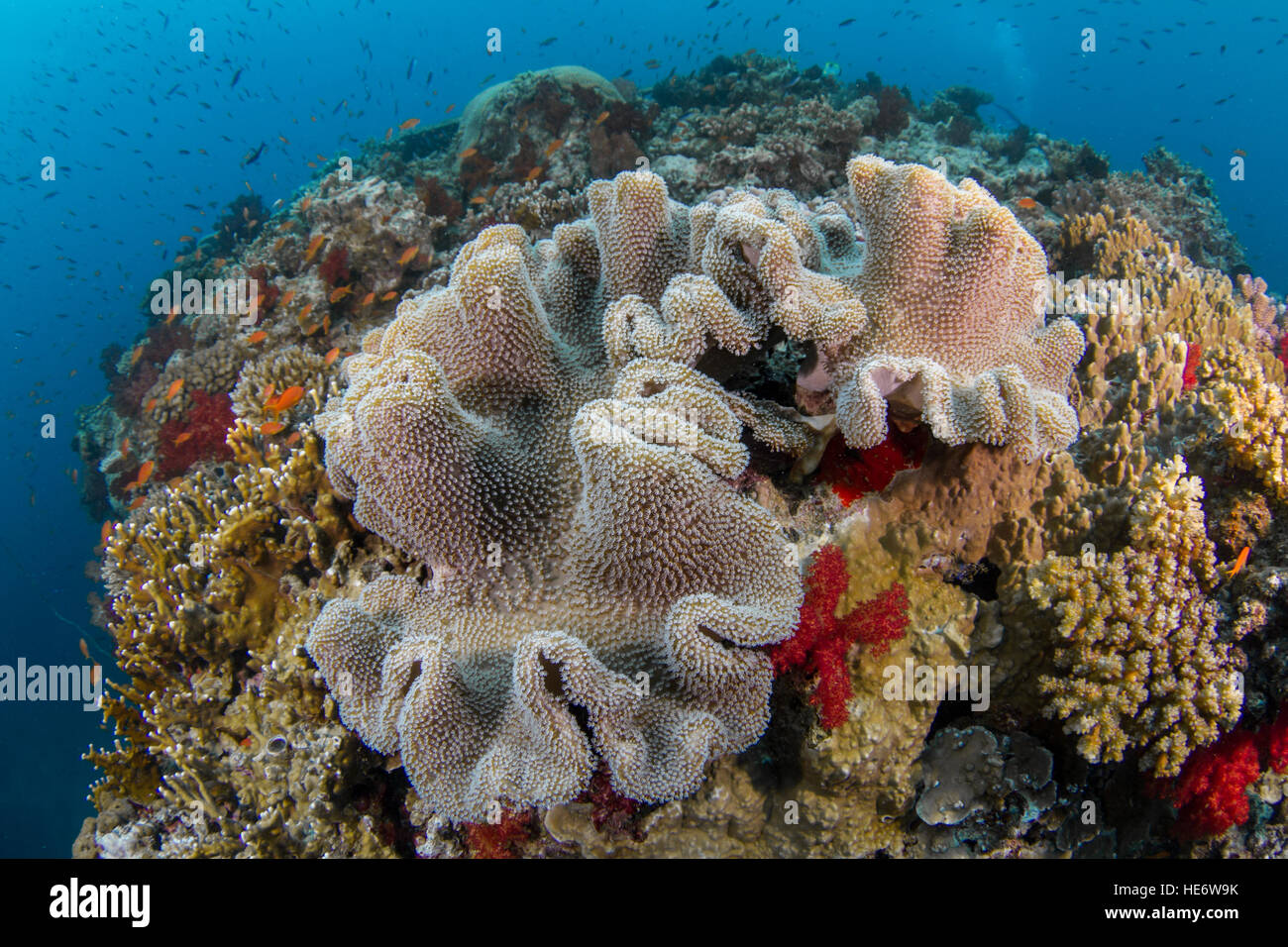 Leathercoral am schönen Riff in Fidschi Stockfoto