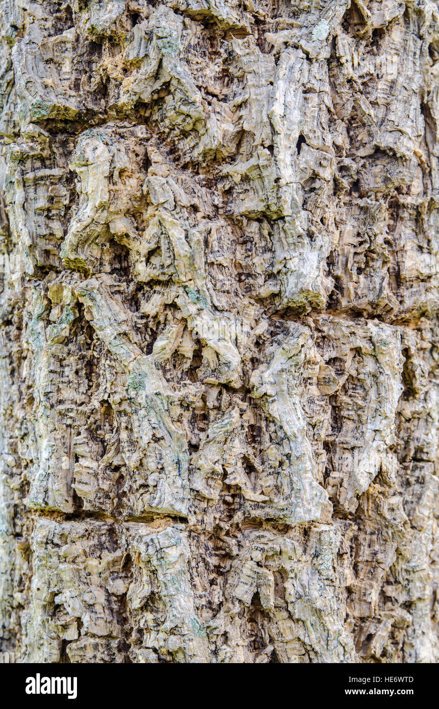 Baum Rinde Oberflächenstruktur Hintergrund Stockfoto