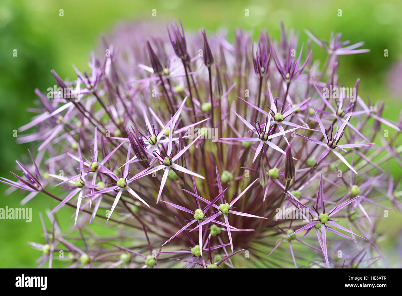 Blume Allium Nutans lila. Zwiebeln Stockfoto