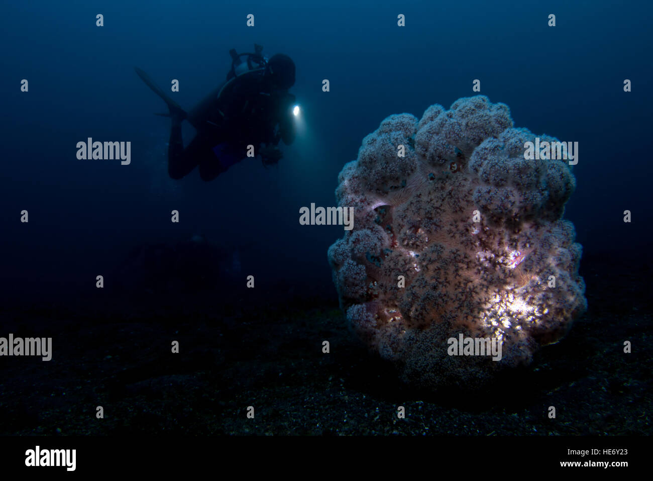 Weichkorallen in der Lembeh-Strait / Indonesien Stockfoto