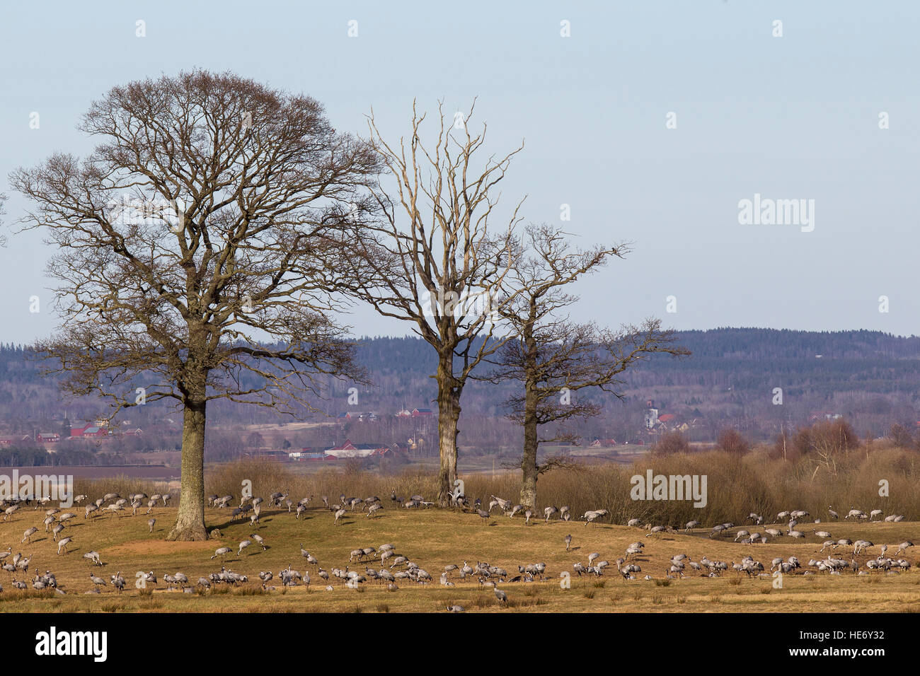 Krane, Grus Grus, Kraniche, Sees, Schweden, Fütterung auf Wiesen mit Bäumen in der Nähe des Sees Stockfoto