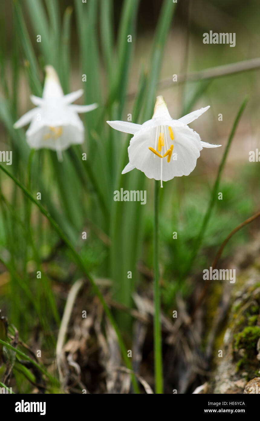 Narcissus Cantabricus, White Hooped-Petticoat, Blüte im Winter in Andalusien, Spanien. Stockfoto