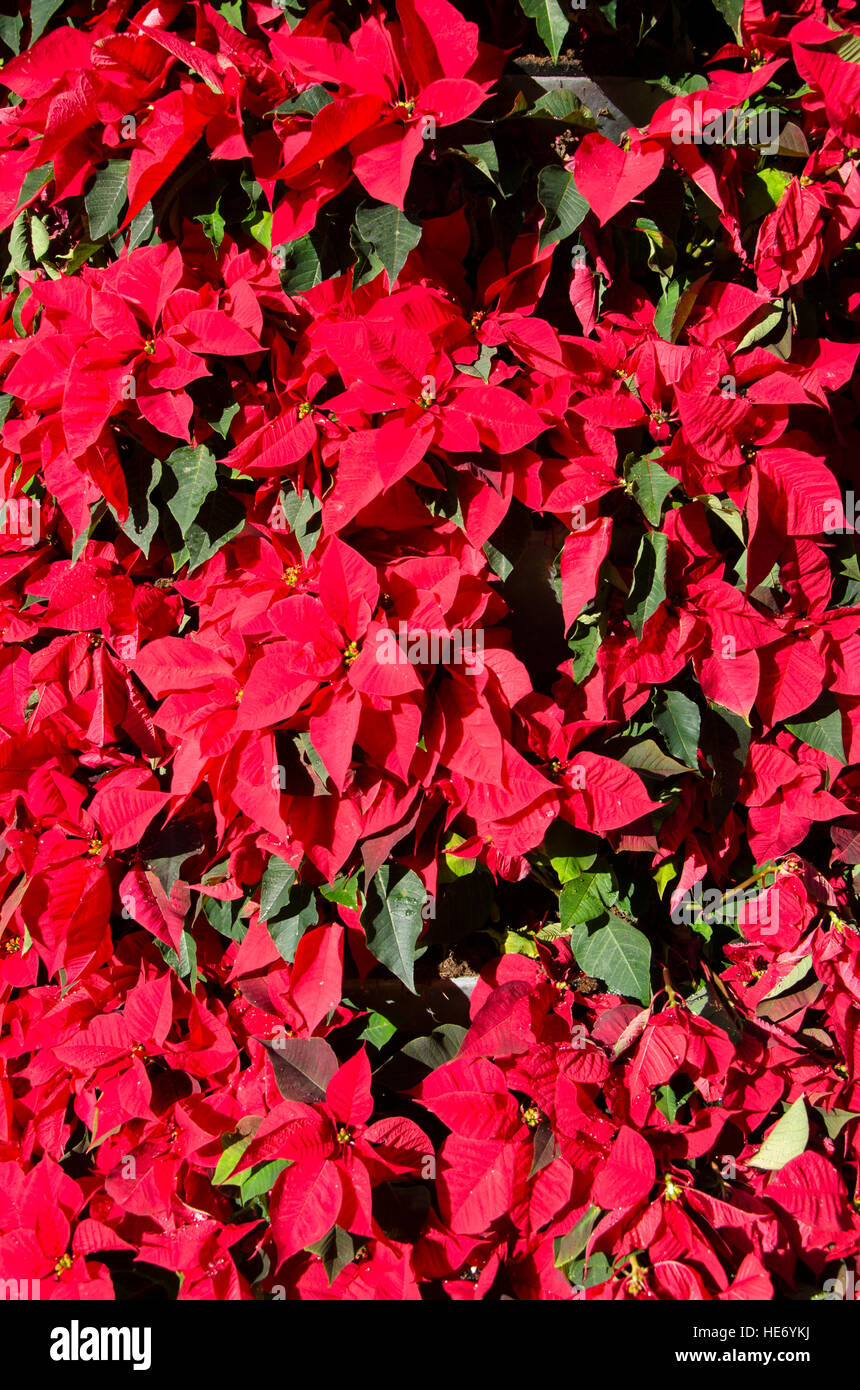 Nahaufnahme von roten Weihnachtsstern Blumen in Weihnachten Einstellung. Stockfoto