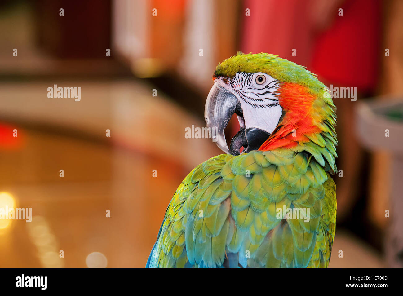 Ara-Papagei auf der Suche nach der Kamera und posiert Stockfoto