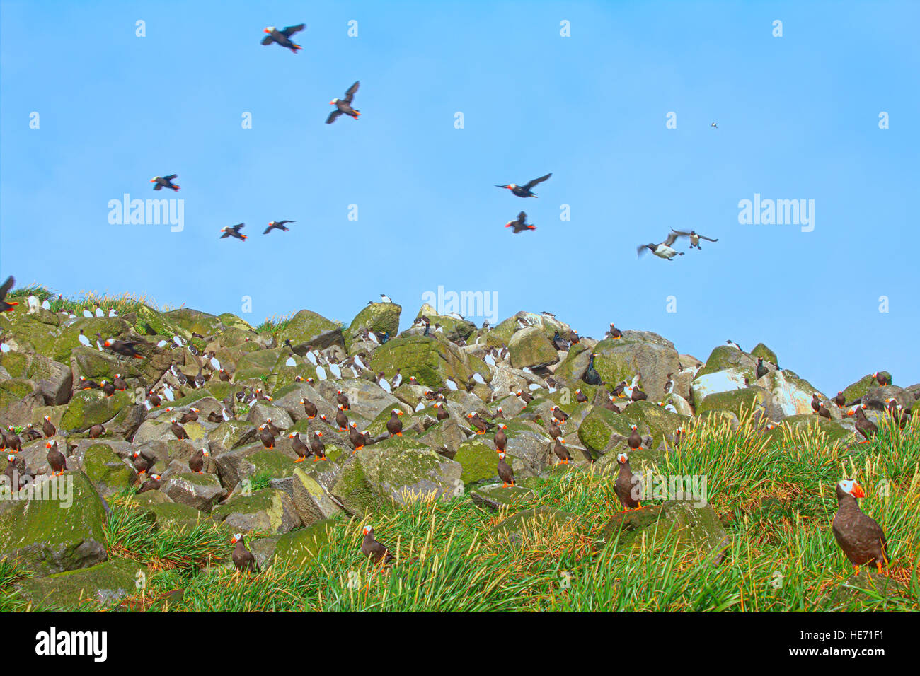 Vogelgrippe-Gemeinschaft. Gemischte Seevögel-Kolonien (Guillemot, getuftet Papageitaucher) in Aleuten-Kommandeurs-Inseln. Pazifischen Ozean. Stockfoto