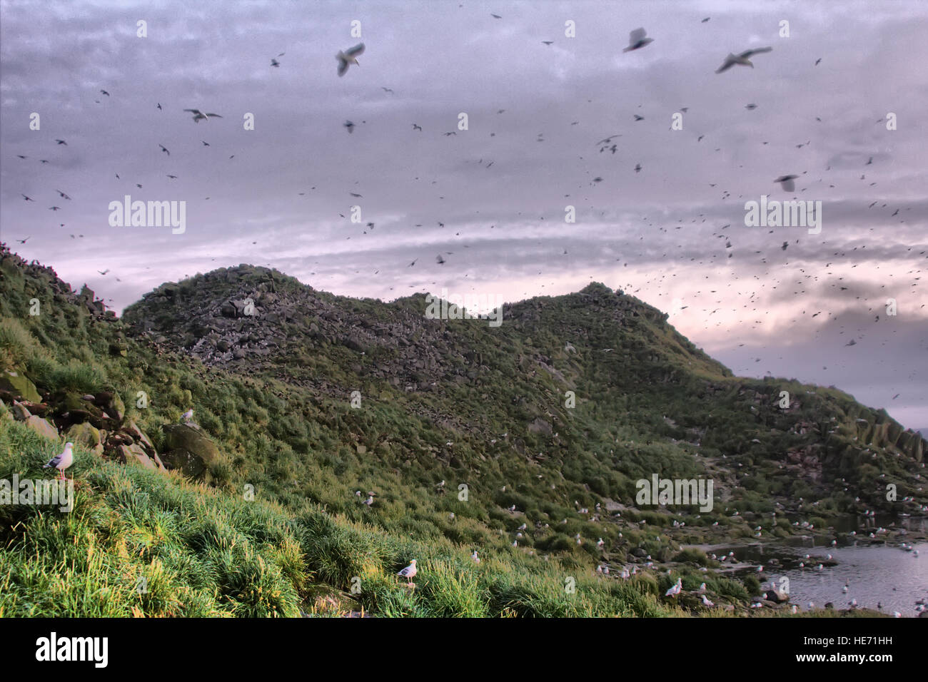 Sonnenuntergang über dem Ozean-Inseln 2. Aleuten-Commander Insel Grat. Pazifischen Ozean. Über Insel fliegen viele Vögel Stockfoto