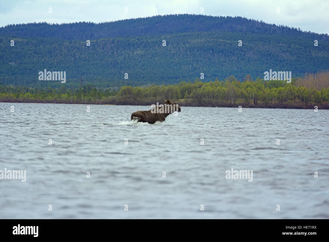 Zeit der Migration 9. Elch Kreuz weit nördlich von Fluss. Männchen wachsen Hörner Stockfoto