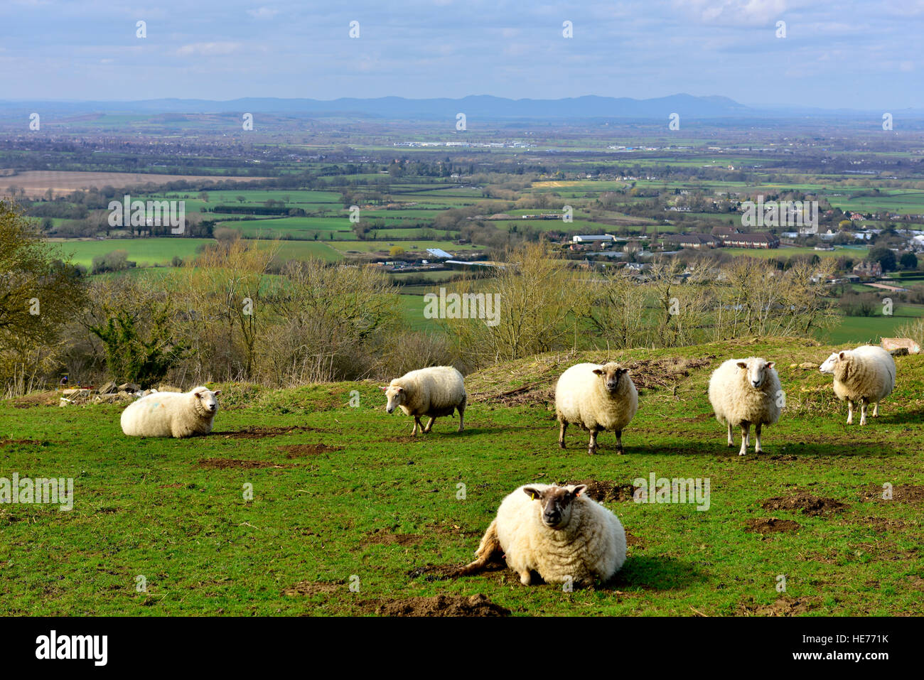 Gloucestershire Landschaft mit Schafen von Cotswolds mit Blick auf Tal des Flusses Severn in Richtung Cheltenham Spa Stockfoto