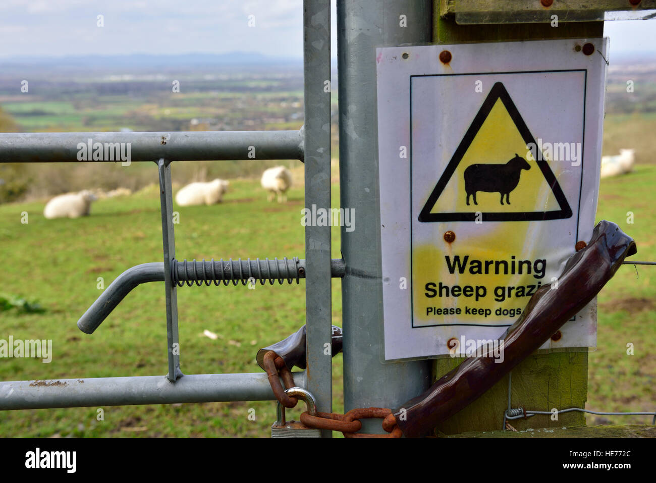 Warnung Schafe zu präsentieren, Ihr Hund Zeichen zu kontrollieren Stockfoto