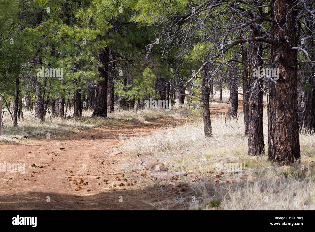 Eine unbefestigte Straße durch eine Ponderosa Pine Tree Forest nördlich der Mogollon Rim weben. Coconino National Forest, Arizona Stockfoto