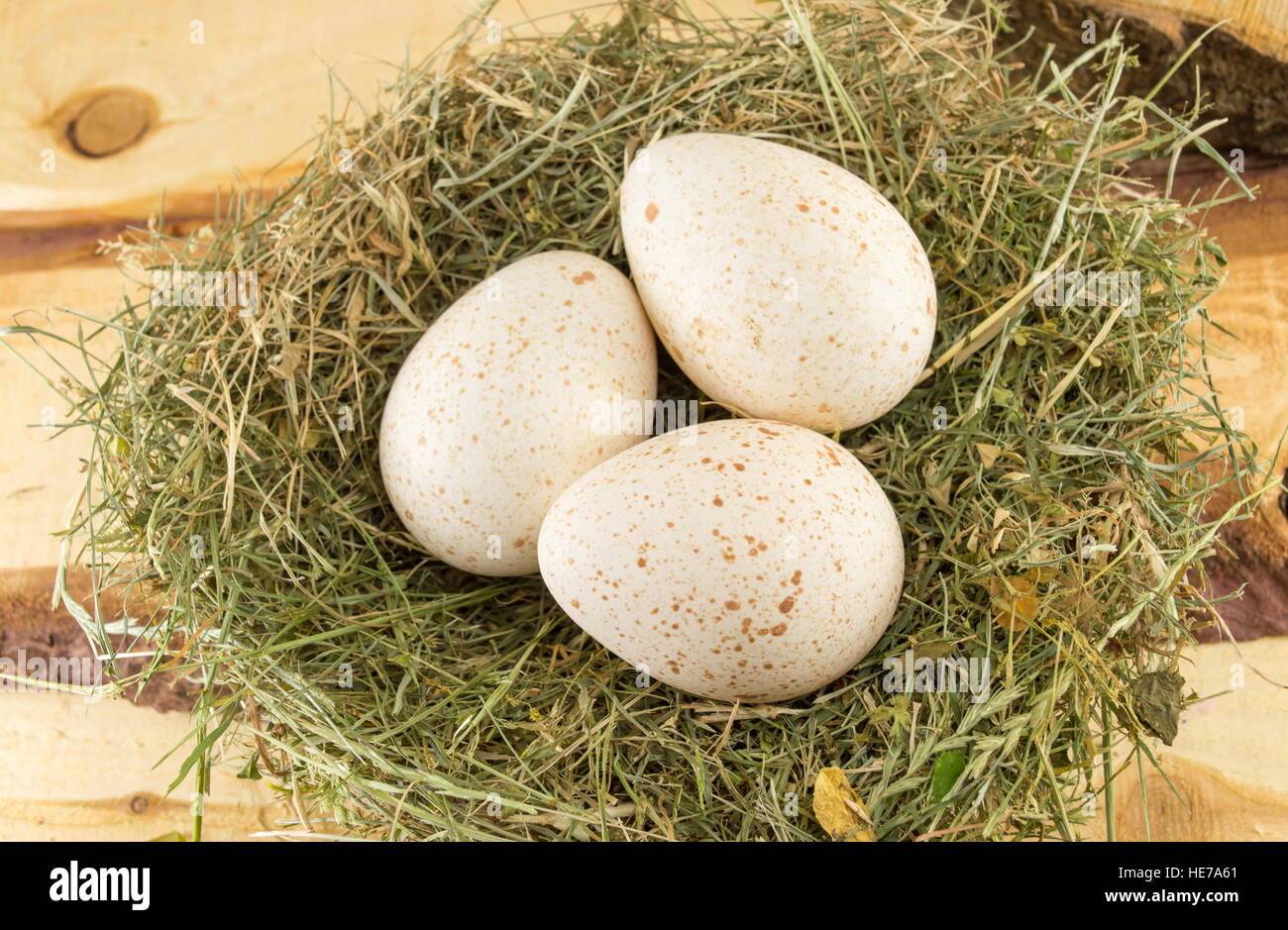 Haufen roh Türkei Eier in einem nest Stockfoto