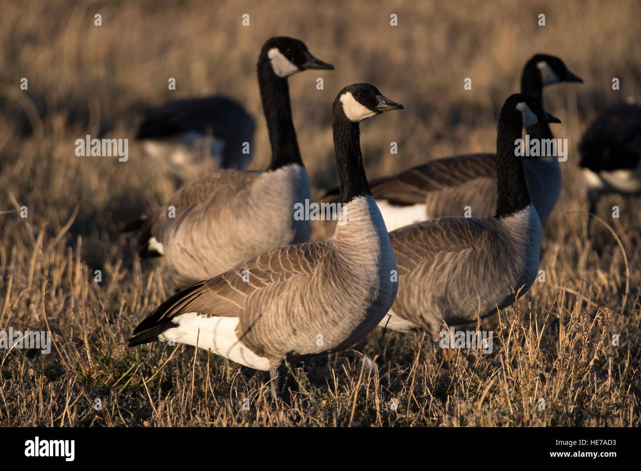 Kanadagans (Branta Canadensis), Los Poblanos Open Space, Albuquerque, New Mexico, USA. Stockfoto