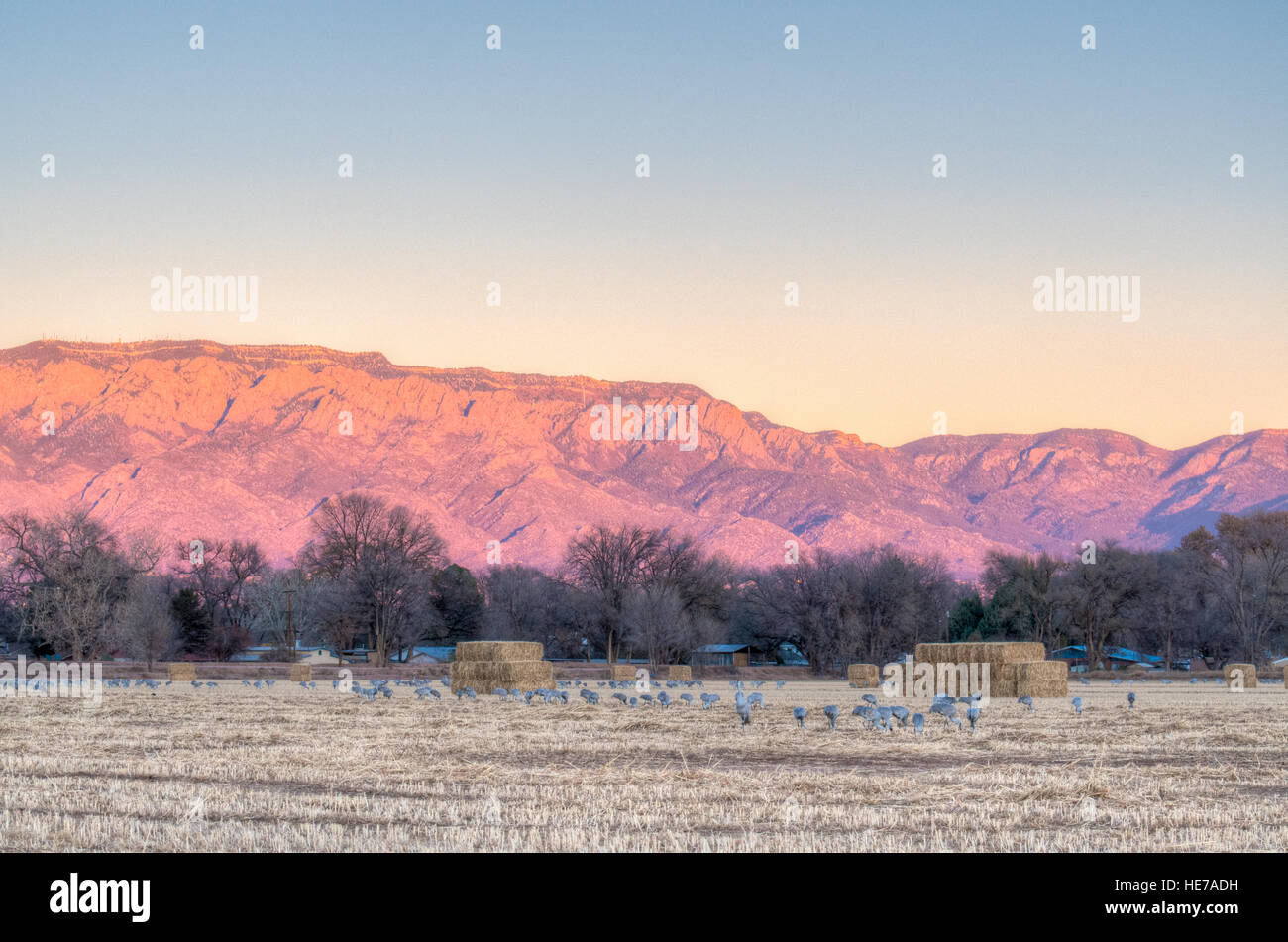 Kraniche (Grus Canadensis), Los Poblanos Open Space, Albuquerque, New Mexico, USA. Stockfoto