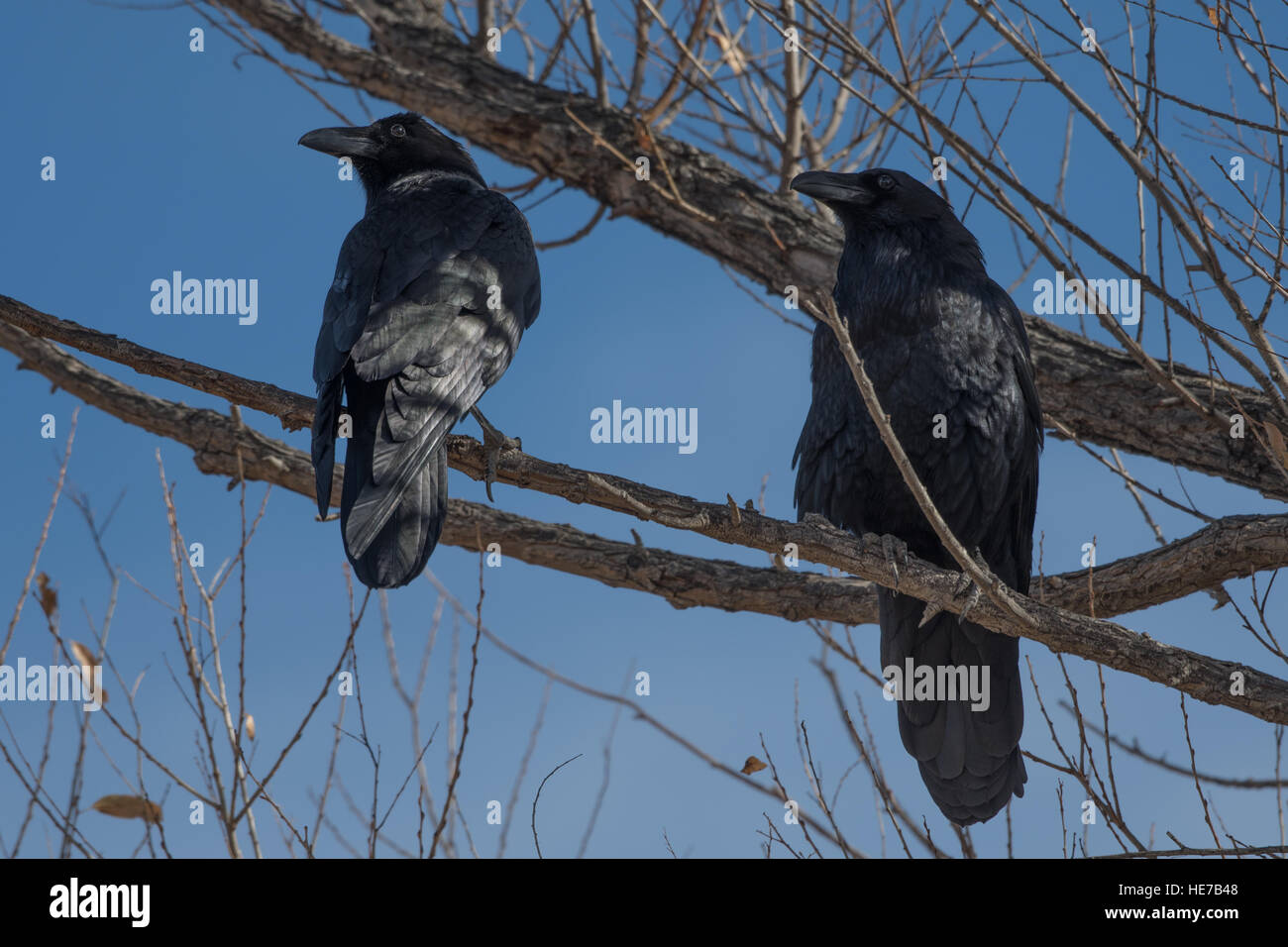 Putzen paar gemeinsame Raben, (Corvus Corax), Bosque del Apache National Wildlife Refuge, New Mexico, USA. Stockfoto