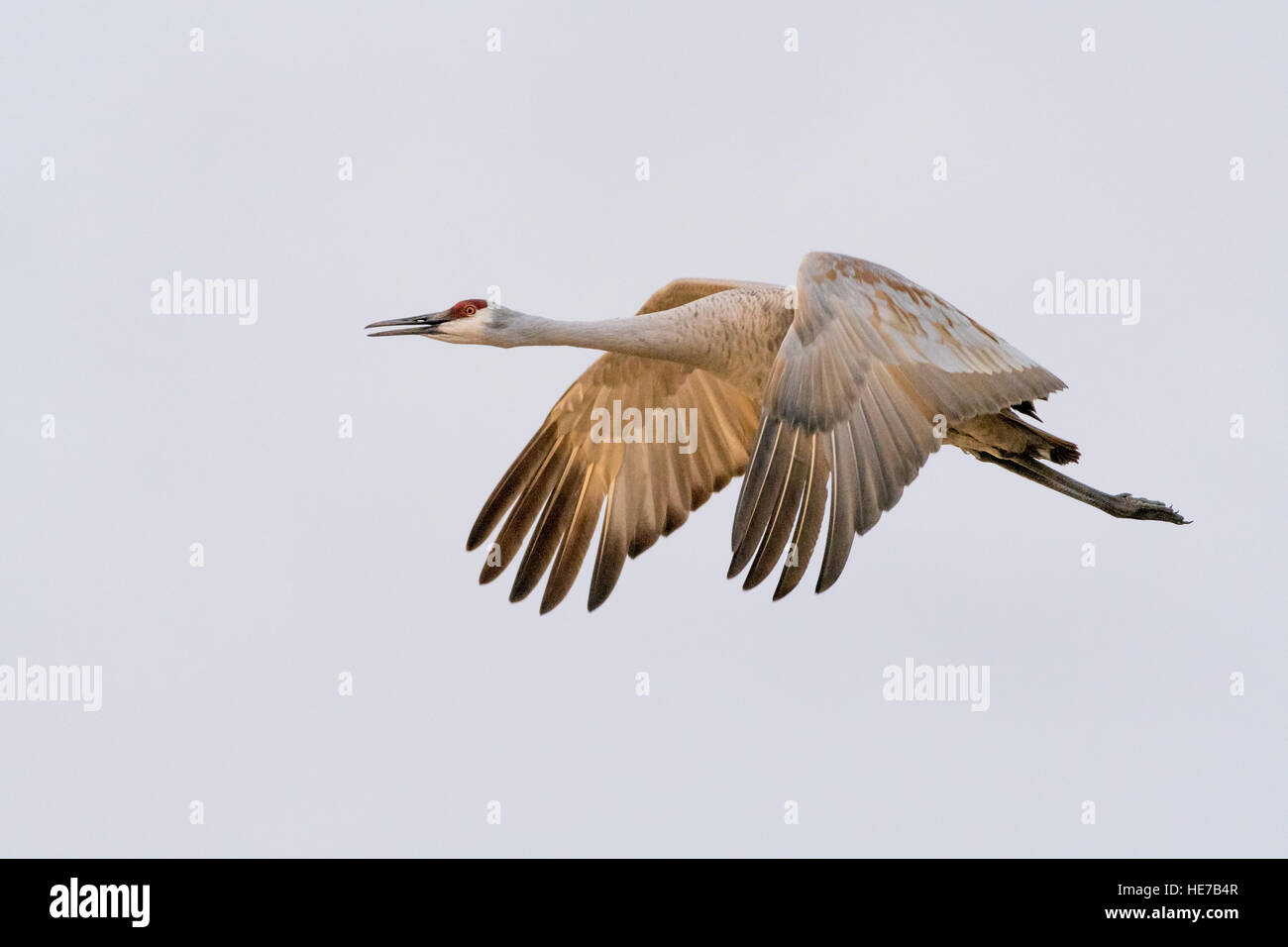 Sandhill Kran, (Grus Canadensis), Ladd S. Gordon Wasservögel Management Area, New Mexico, USA. Stockfoto