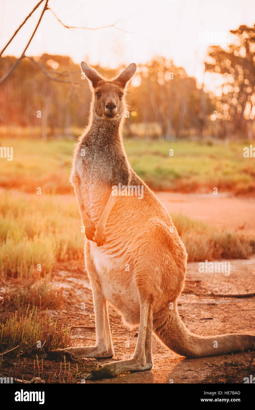 Kängurus auf Heirisson Island in Perth, Western Australia, Australia Stockfoto