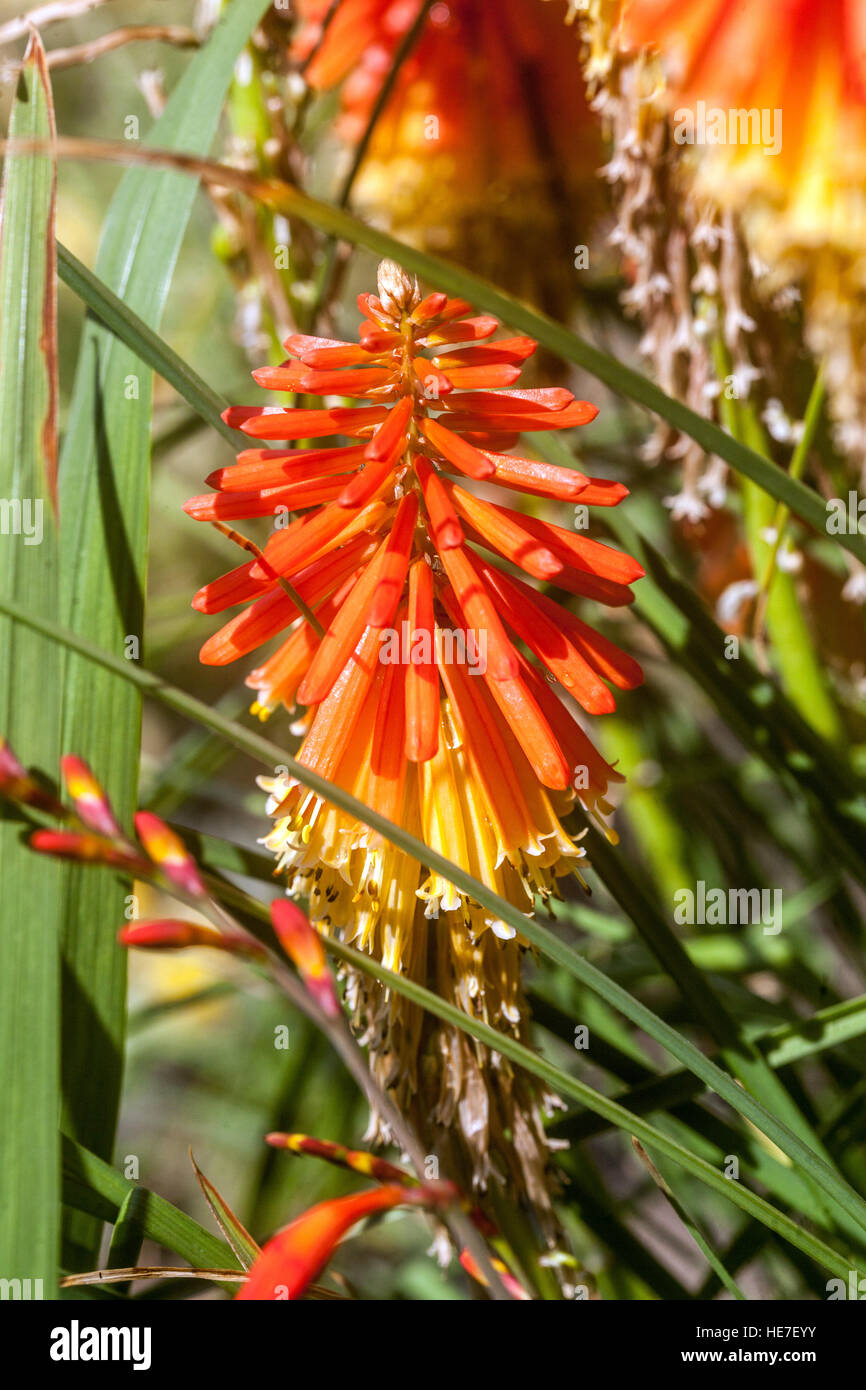 Taschenlampe Lily, Kniphofia 'Papaya Popsicle", Red Hot Poker Stockfoto