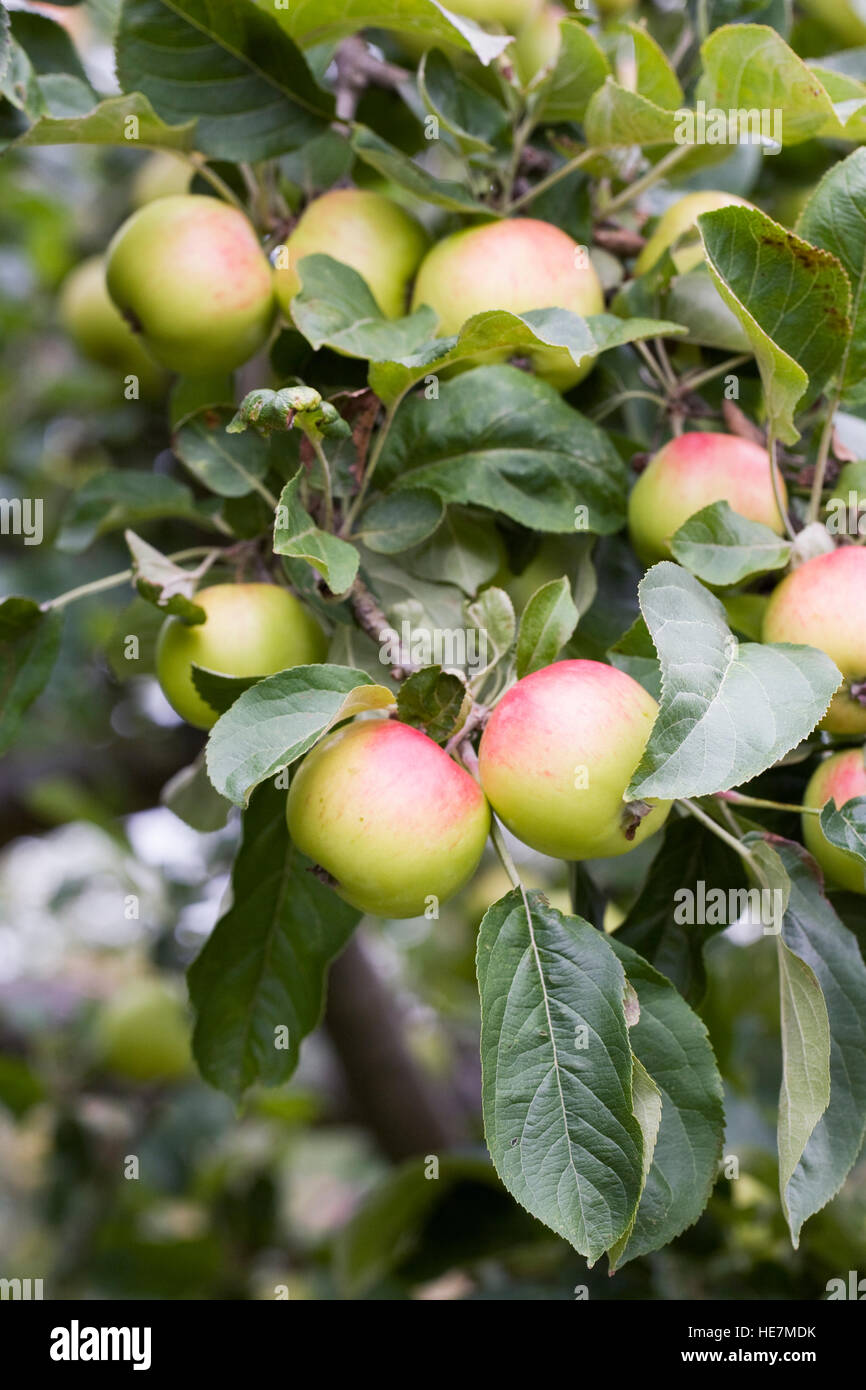 Malus Domestica "Harry Pring". Äpfel an einem Baum in einem englischen Obstgarten. Stockfoto