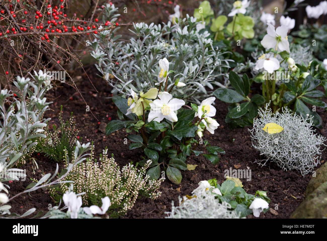 Winter Blume-Display in einem Vorgarten. Stockfoto