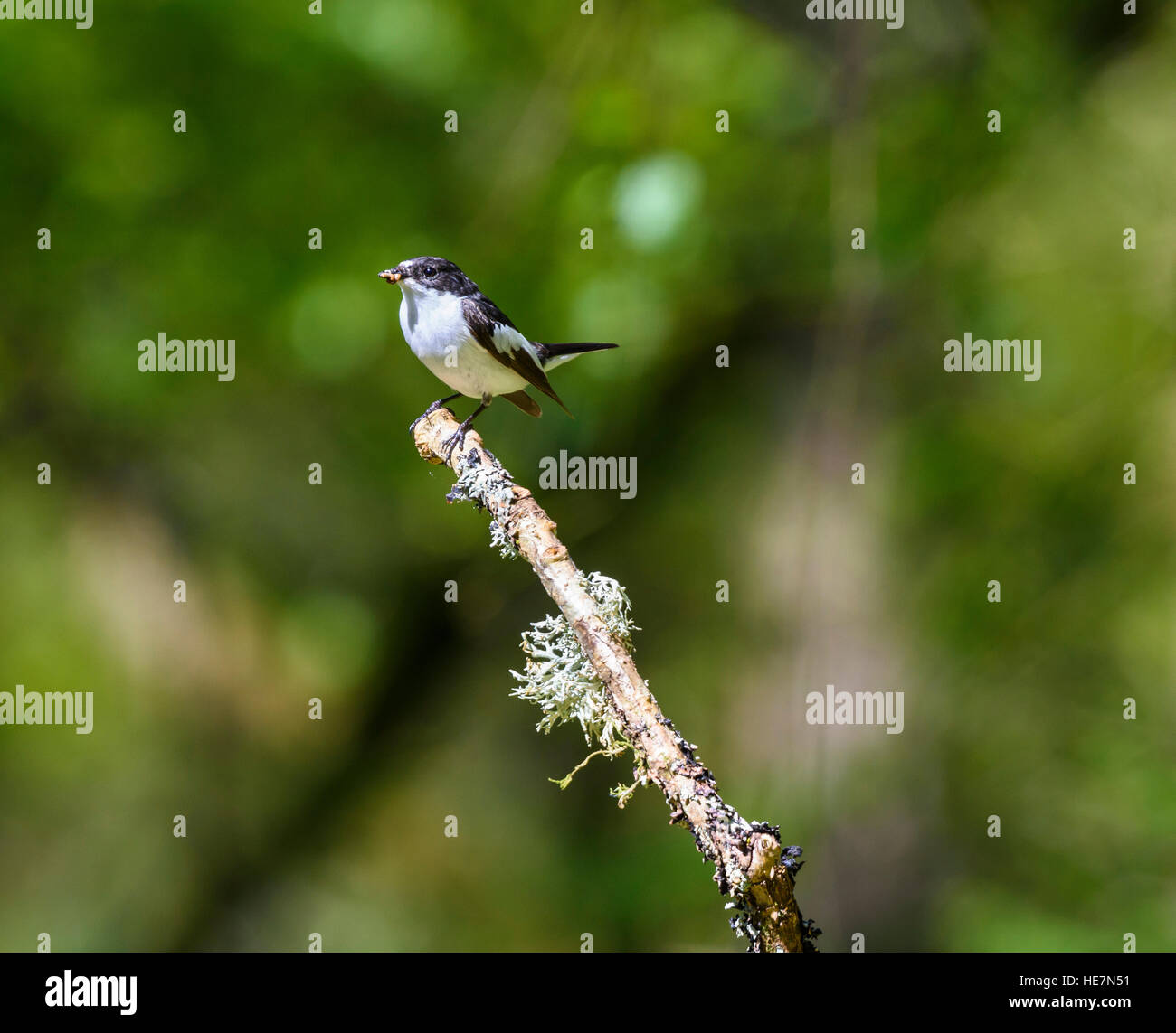 Pied Flycatcher, Ficedula Hypoleuca, Carstramon Holz, Dumfries & Galloway, Schottland Stockfoto