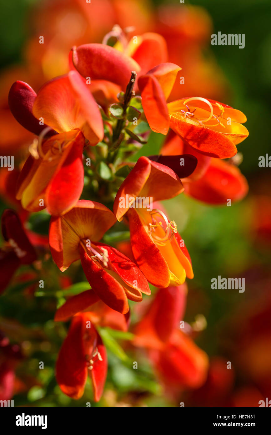 Besen, Cytisus Lena, kultivierten Garten Strauch Blüte Stockfoto