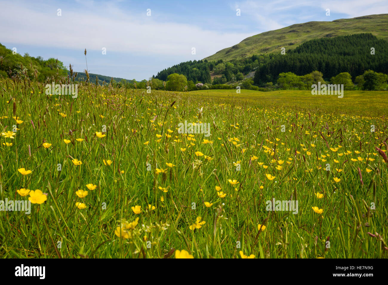 Wildblumenwiese, Flotte Valley National Scenic Area, Gatehouse of Fleet, Dumfries & Galloway, Schottland Stockfoto