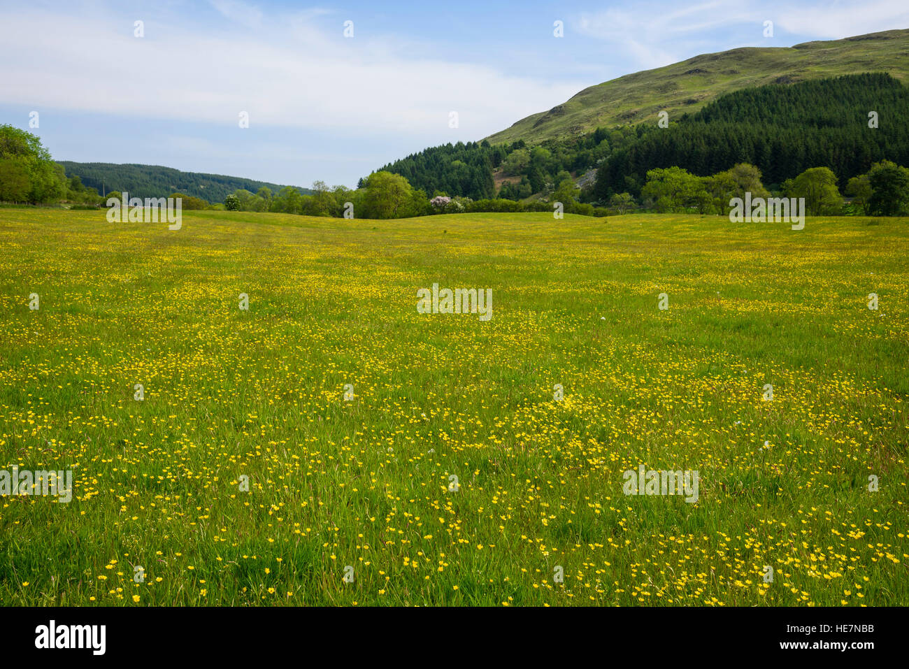 Wildblumenwiese, Flotte Valley National Scenic Area, Gatehouse of Fleet, Dumfries & Galloway, Schottland Stockfoto