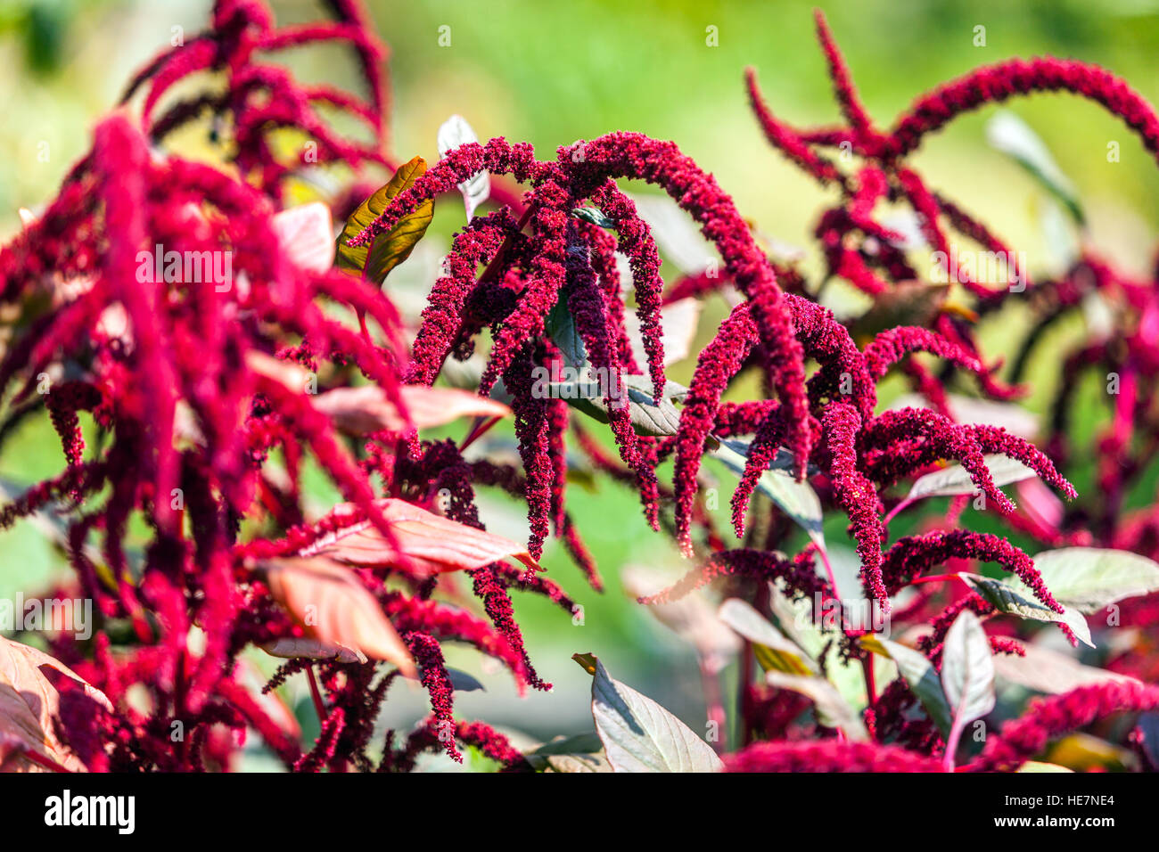 Amaranthus caudatus, love-lies-blutend, Anhänger Amaranth oder Quaste Blume, krautigen Garten rot Amaranth august Blüten winterhart einjährige Blüte Stockfoto