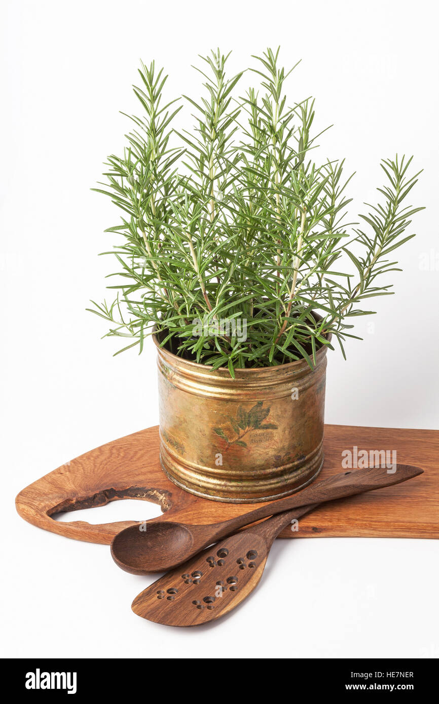 Frischer Rosmarin-Pflanzen, die wachsen in einem Vintage Kupfer Topf, Bettwäsche Handtücher und Holz Küchengeräte isoliert auf weiss. Stockfoto