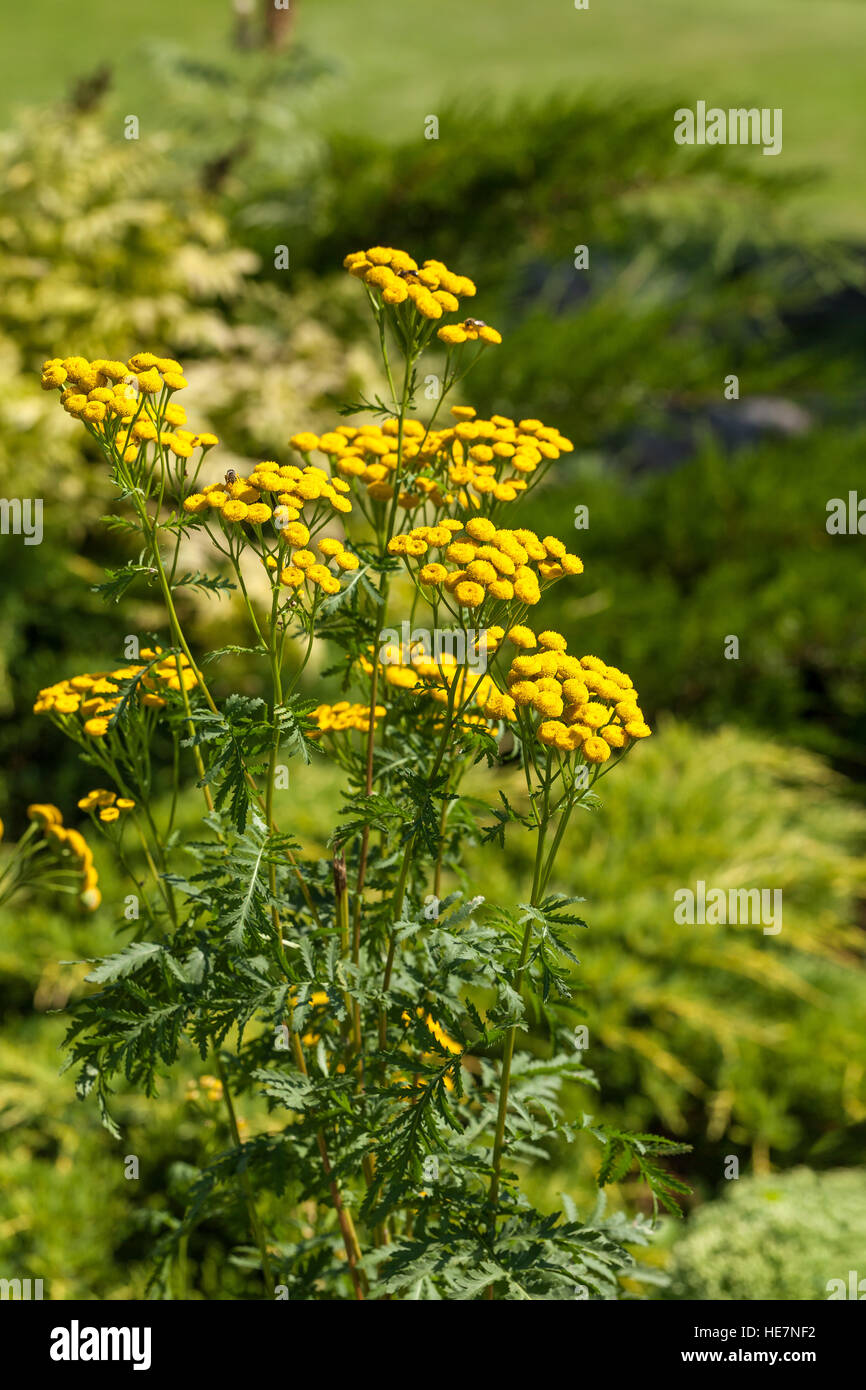 Tanacetum vulgaris Fotos und Bildmaterial in hoher Auflösung Alamy
