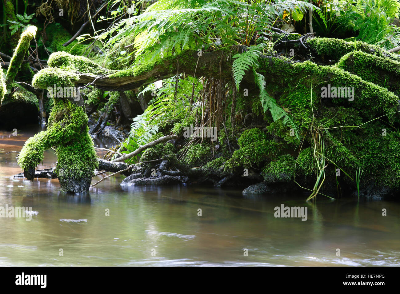 Bedeckt von Moos im Wasser Wurzeln Stockfoto