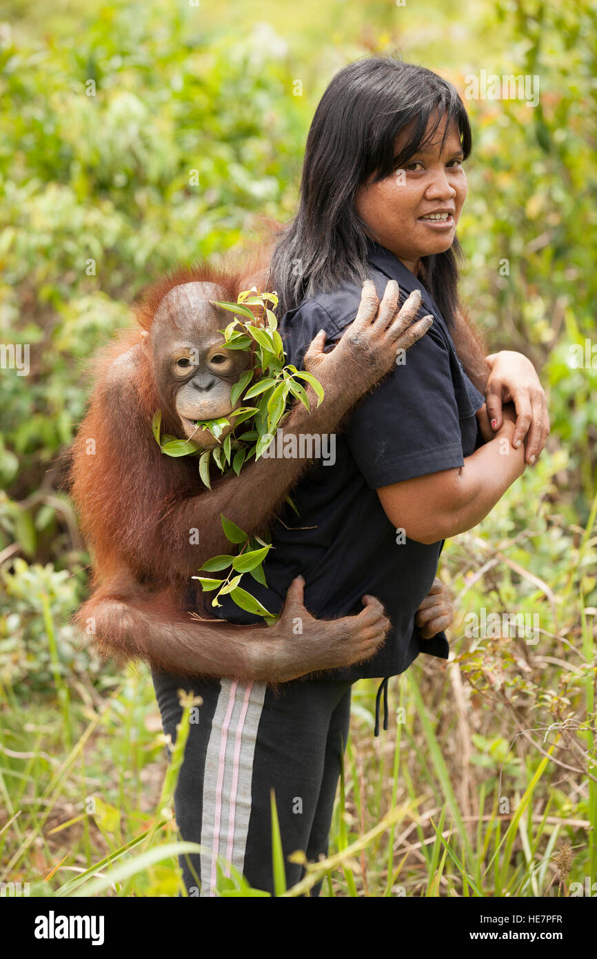 Die junge Orangutan-Waise klammert sich während eines Spiels und Trainings im Freien im Orangutan Care Center in Indonesian Borneo an die Hausmeisterin Stockfoto