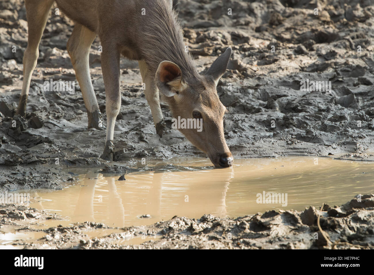 wildes Leben rund um Teich im Ranthambhore National Park, Rajasthan Indien Stockfoto