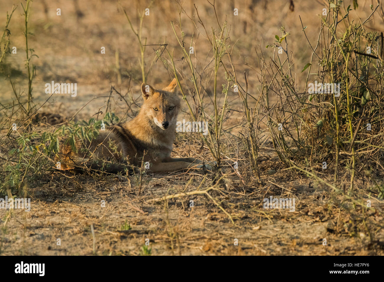 Indische Schakale, Canis Aureus Indicus. Schakale auf staubigen im bunten Morgenlicht, starrte direkt in die Kamera. Keoladeo National Stockfoto