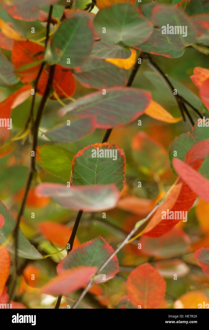 Amelanchier Alnifolia, Herbst Brillanz, Herbstfarben Stockfoto