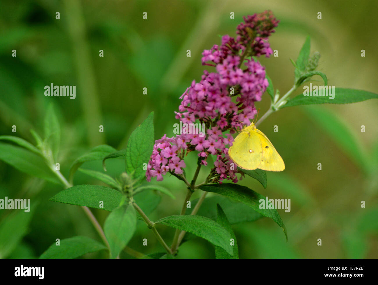Sommerflieder mit Schwefel Schmetterling Stockfoto