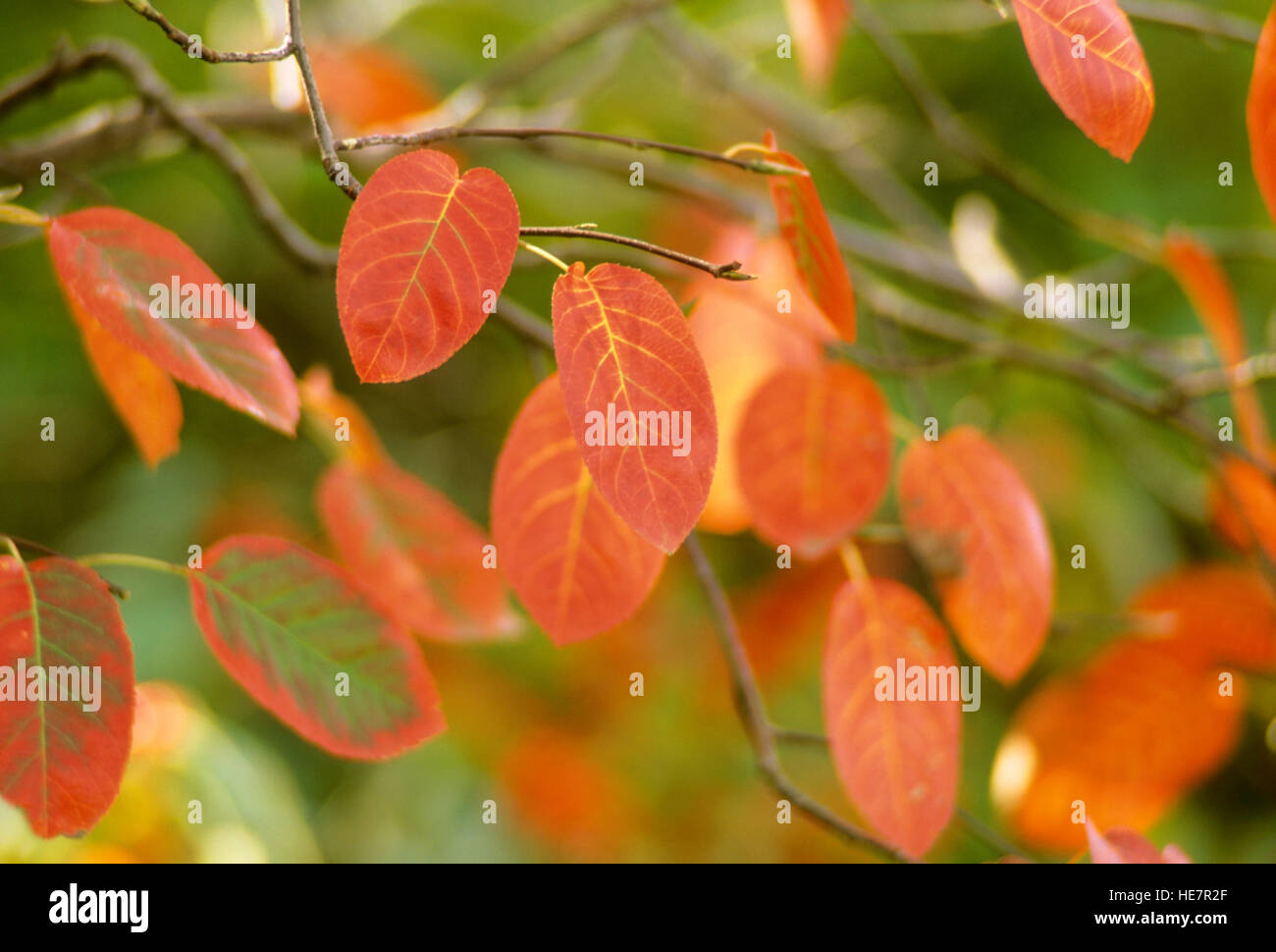 Amelanchier Alnifolia, Herbst Brillanz, Herbstfarben Stockfoto
