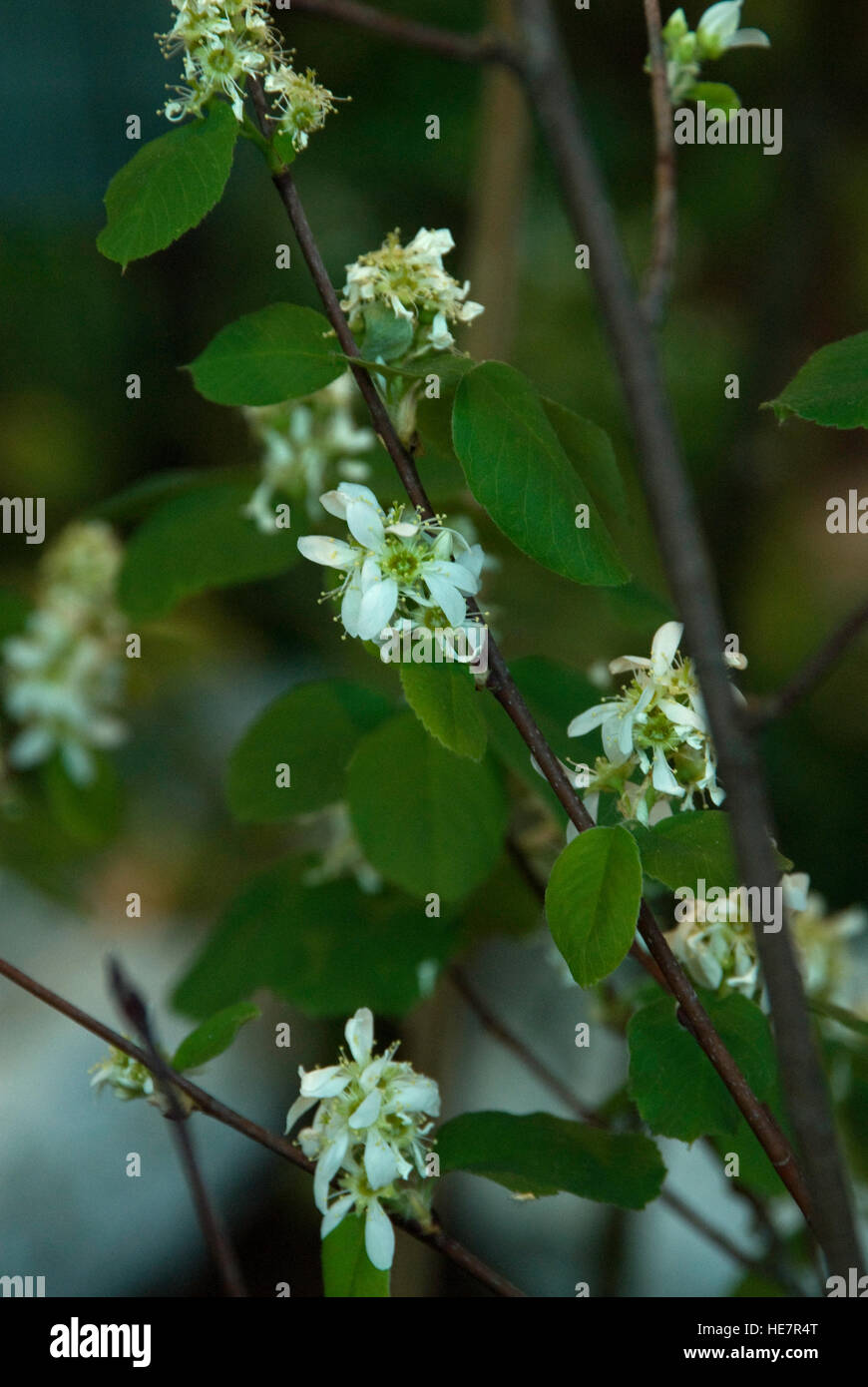 Amelanchier Alnifolia, Blumen, Stockfoto