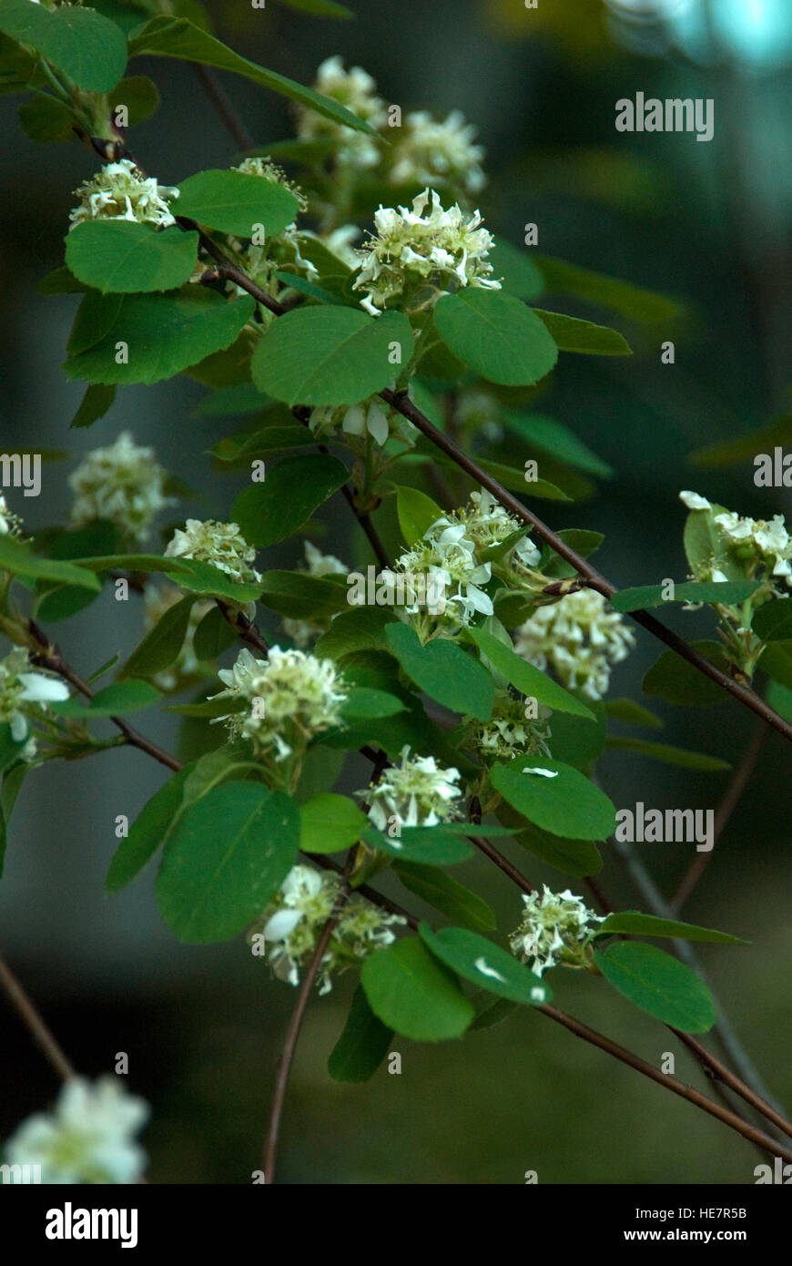 Amelanchier Alnifolia, Blumen, Sasikatoon Service-Beere Stockfoto