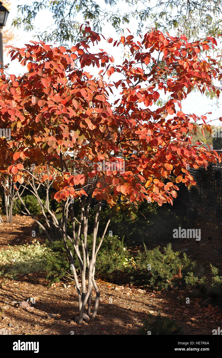 Amelanchier Alnifolia, Herbst Brillanz, Herbstfarben Stockfoto