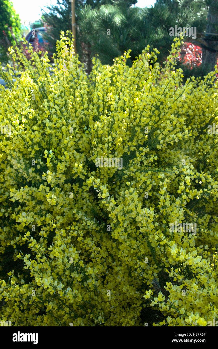 Cytisus Praecox Warminster Besen Stockfoto