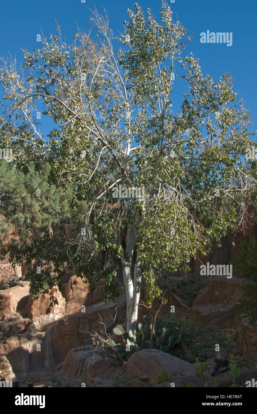 Betula, Birkenbaum wächst in Desert Garden Stockfoto